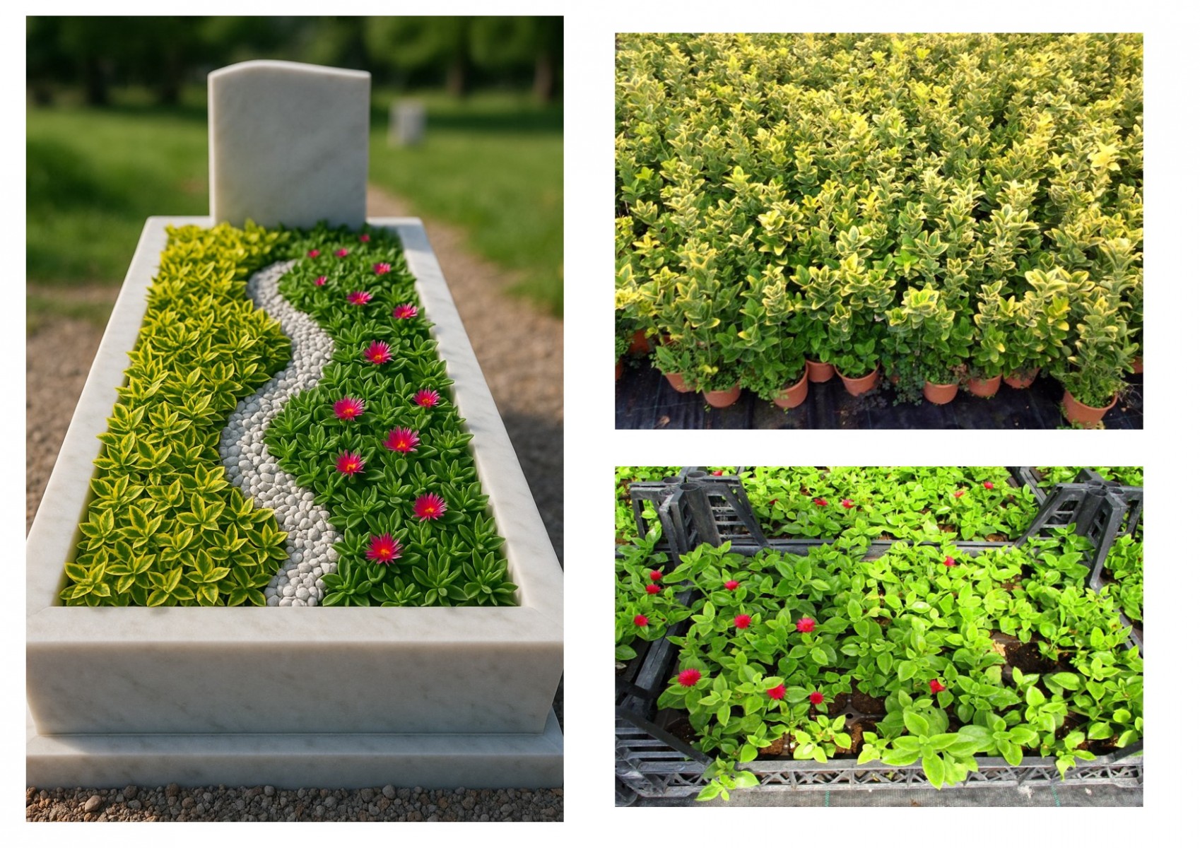 MEZAR - KABİR BİTKİ SETİ - 60 ADET 2 ÇEŞİT KALICI BİTKİ (Sarı Gold Taflan-Kırmızı Buz Çiçeği) MEZAR - KABİR BİTKİ SETİ - 60 ADET 2 ÇEŞİT KALICI BİTKİ (Sarı Gold Taflan-Kırmızı Buz Çiçeği)