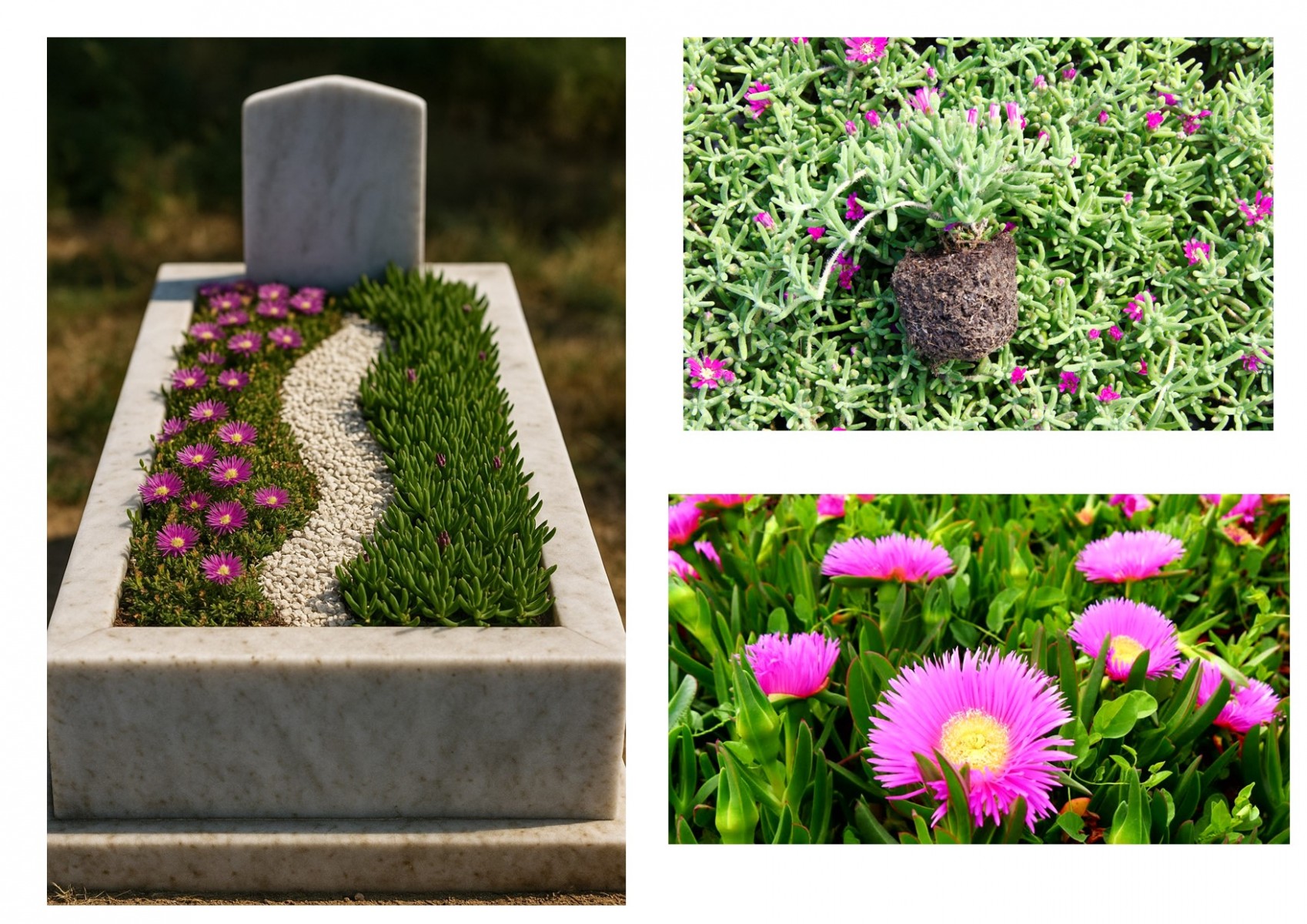 MEZAR - KABİR ÇİÇEKLİ BİTKİ SETİ - 90 ADET YER ÖRTÜCÜ BİTKİ + 20 KG DOLOMİT TAŞI (Acem Halısı-Kaz Ayağı)