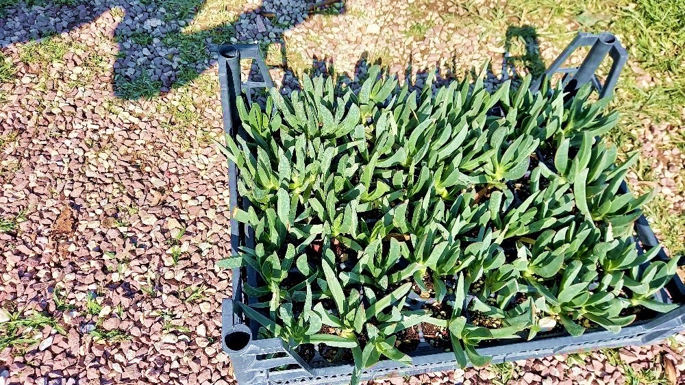 MEZAR - KABİR ÇİÇEKLİ BİTKİ SETİ - 90 ADET YER ÖRTÜCÜ BİTKİ + 20 KG DOLOMİT TAŞI (Buz Çiçeği-Kaz Ayağı)