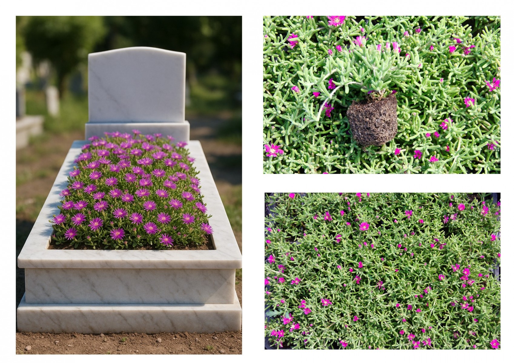 MEZAR - KABİR ÇİÇEKLİ BİTKİ SETİ - 90 ADET YER ÖRTÜCÜ BİTKİ (Acem Halısı) MEZAR - KABİR ÇİÇEKLİ BİTKİ SETİ - 90 ADET YER ÖRTÜCÜ BİTKİ (Acem Halısı)