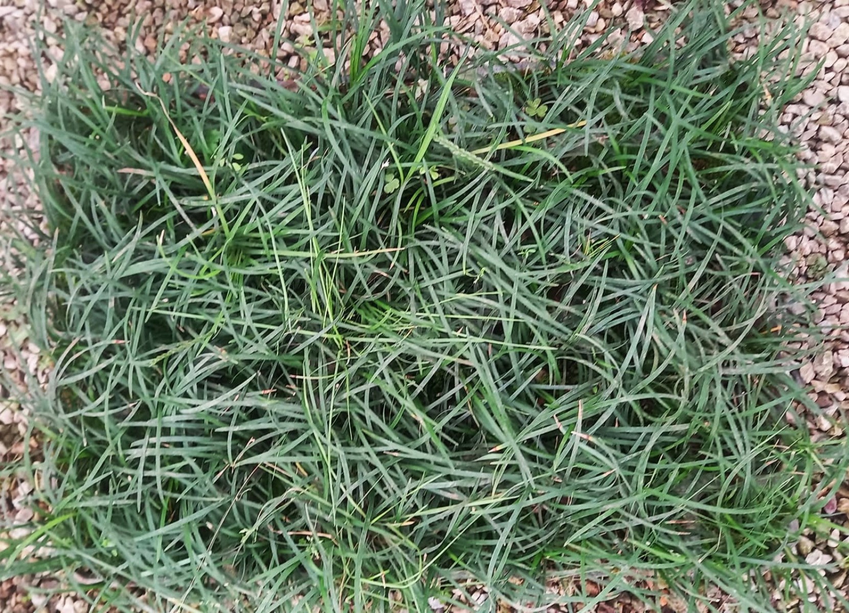 MEZAR - KABİR OSMANLI ÇİMİ SETİ - 50 ADET GÖLGE ÇİMİ + 20 KG BEYAZ DOLOMİT TAŞI