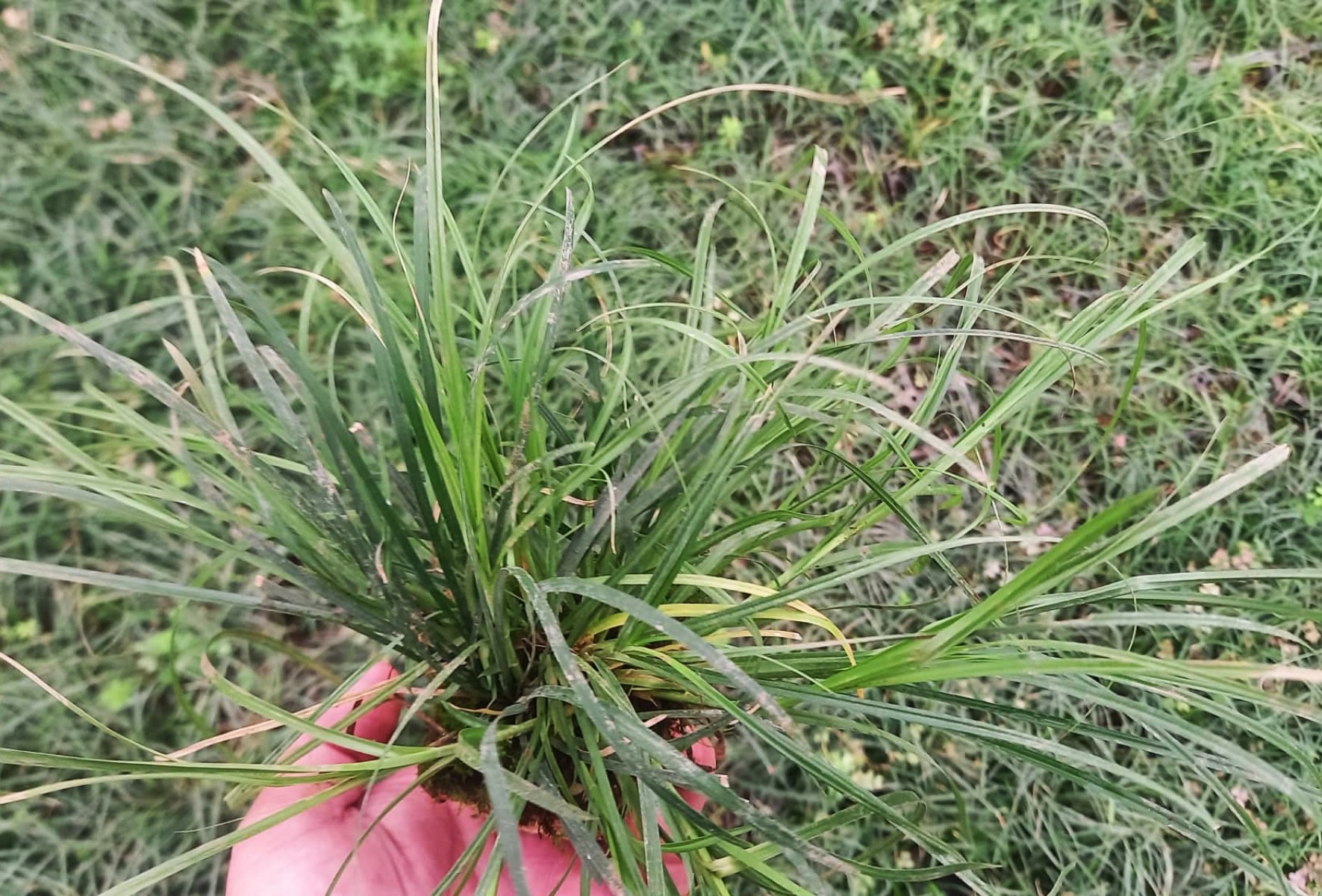 MEZAR - KABİR OSMANLI ÇİMİ SETİ - 50 ADET GÖLGE ÇİMİ MEZAR - KABİR OSMANLI ÇİMİ SETİ - 50 ADET GÖLGE ÇİMİ