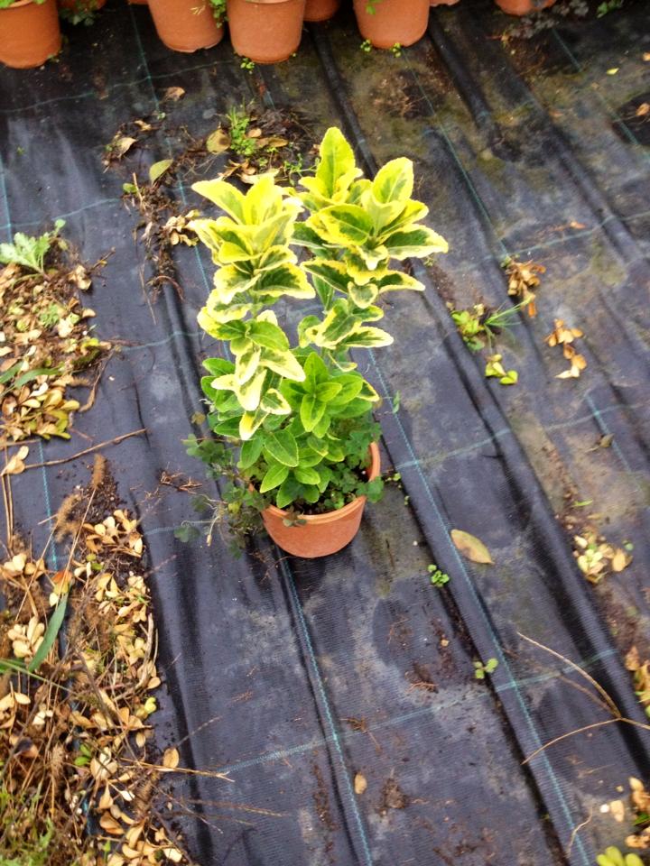 MEZAR - KABİR SARI BİTKİ SETİ - 20 ADET GOLD TAFLAN 20-30 CM MEZAR - KABİR SARI BİTKİ SETİ - 20 ADET GOLD TAFLAN 20-30 CM