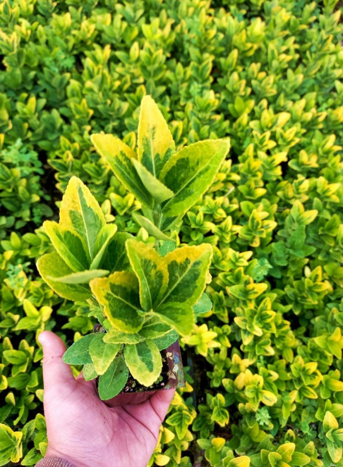 MEZAR - KABİR SARI BİTKİ SETİ - 45 ADET GOLD TAFLAN + 20 KG DOLOMİT TAŞI MEZAR - KABİR SARI BİTKİ SETİ - 45 ADET GOLD TAFLAN + 20 KG DOLOMİT TAŞI