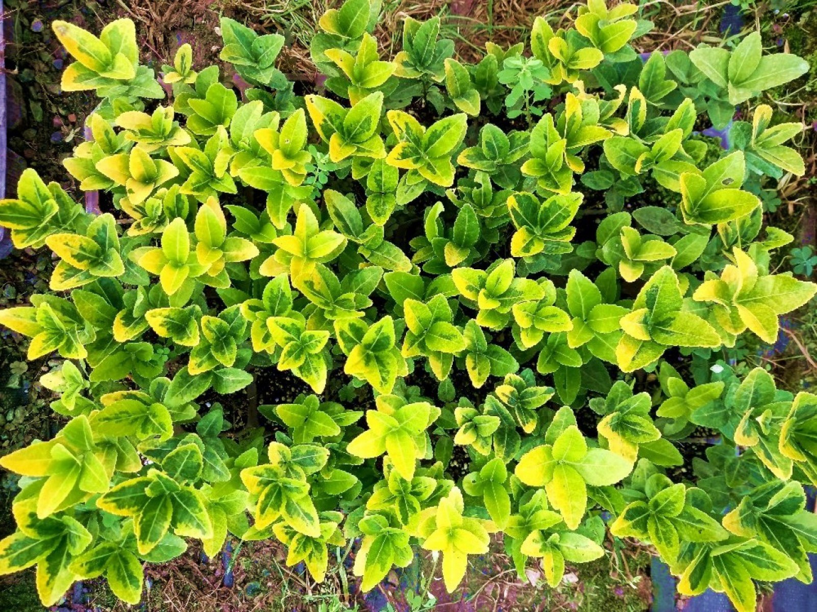 MEZAR - KABİR SARI BİTKİ SETİ - 45 ADET GOLD TAFLAN + 20 KG DOLOMİT TAŞI MEZAR - KABİR SARI BİTKİ SETİ - 45 ADET GOLD TAFLAN + 20 KG DOLOMİT TAŞI