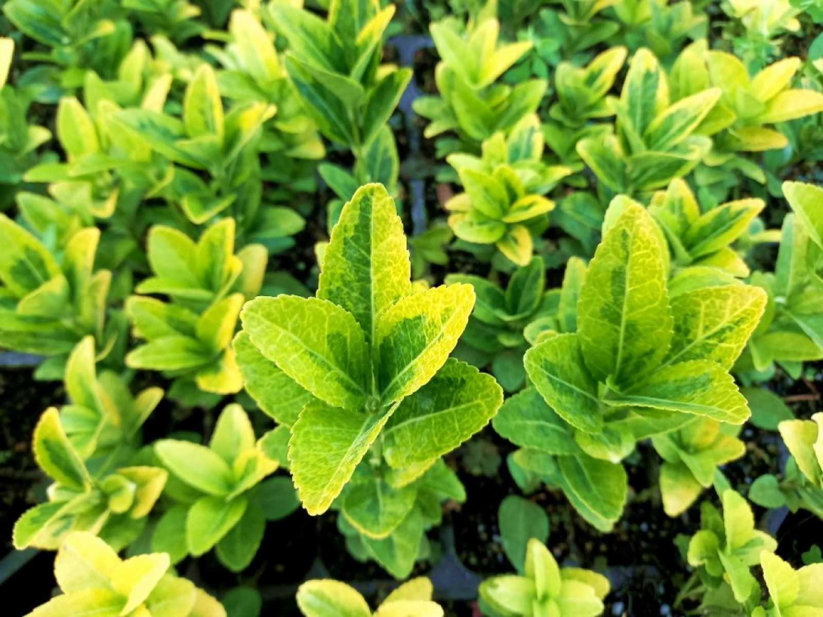 MEZAR - KABİR SARI BİTKİ SETİ - 45 ADET GOLD TAFLAN MEZAR - KABİR SARI BİTKİ SETİ - 45 ADET GOLD TAFLAN