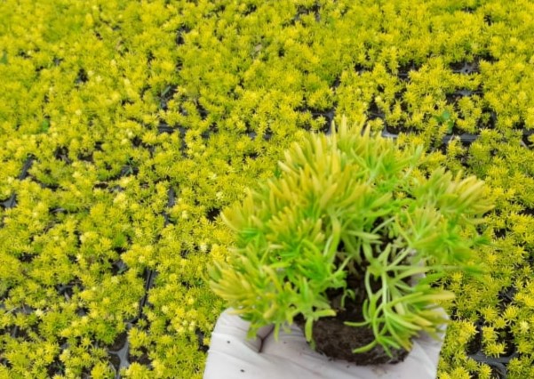MEZAR - KABİR SARI SEDUM BİTKİ SETİ - 45 ADET SARI SEDUM - KALICI YER ÖRTÜCÜ BİTKİ