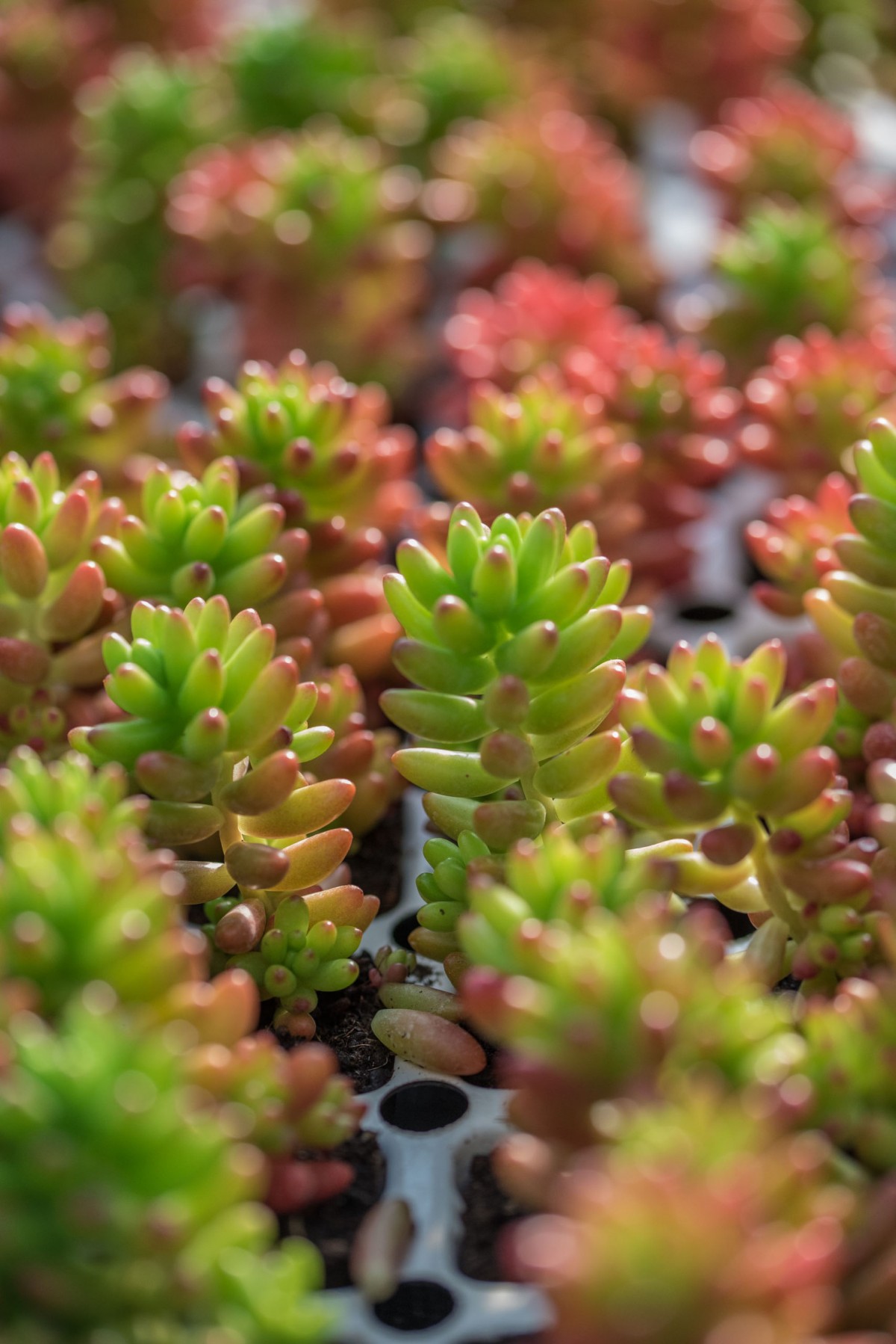 MEZAR - KABİR SEDUM BİTKİ SETİ - 90 ADET 2 ÇEŞİT KURAKÇIL BİTKİ MEZAR - KABİR SEDUM BİTKİ SETİ - 90 ADET 2 ÇEŞİT KURAKÇIL BİTKİ