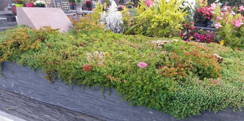 MEZAR - KABİR SEDUM BİTKİ SETİ - 90 ADET 2 ÇEŞİT KURAKÇIL BİTKİ MEZAR - KABİR SEDUM BİTKİ SETİ - 90 ADET 2 ÇEŞİT KURAKÇIL BİTKİ