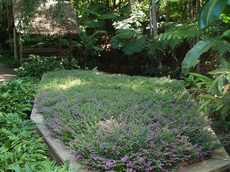 MEZARLIK KABİR ÇİÇEĞİ / CENNET ÇİÇEĞİ 10 ADET MEZARLIK KABİR ÇİÇEĞİ / CENNET ÇİÇEĞİ 10 ADET