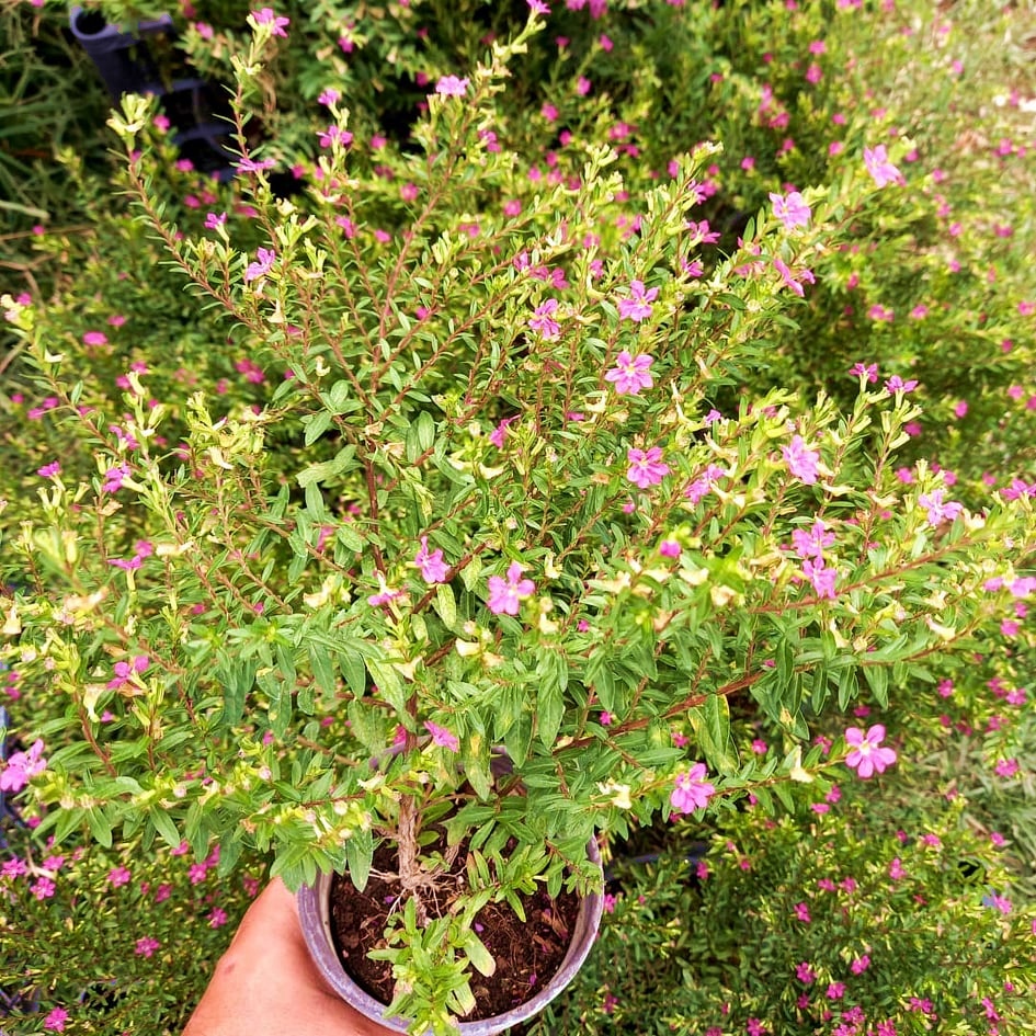 MEZARLIK KABİR ÇİÇEĞİ / CENNET ÇİÇEĞİ 5 ADET MEZARLIK KABİR ÇİÇEĞİ / CENNET ÇİÇEĞİ 5 ADET