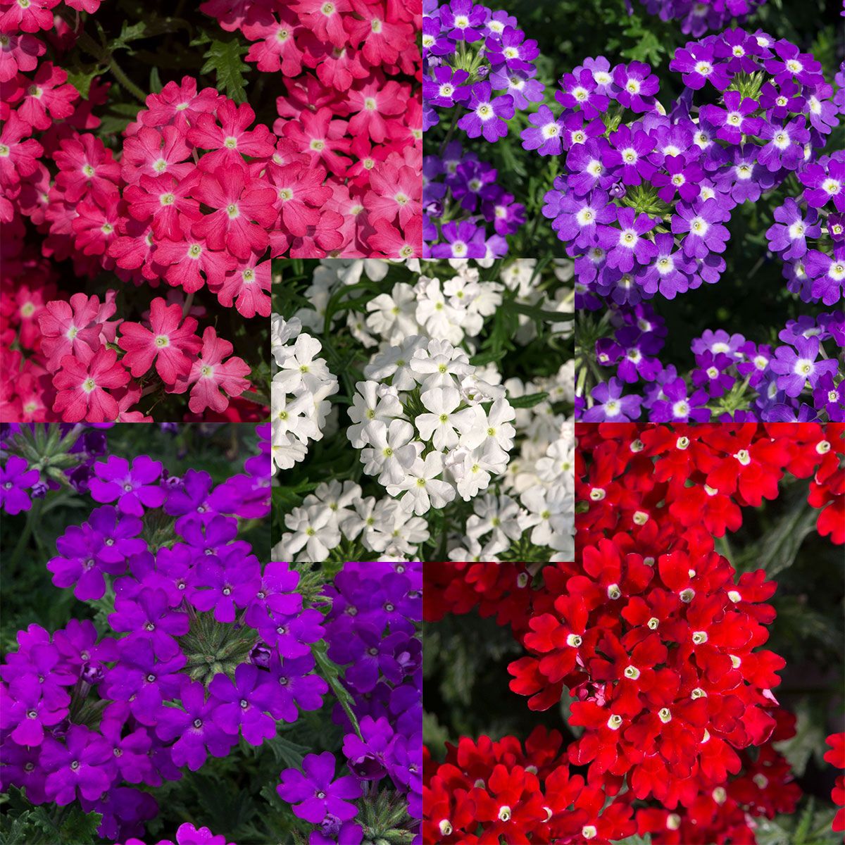 MİNE ÇİÇEĞİ 5 ADET SAKSILI - VERBENA YER MİNESİ