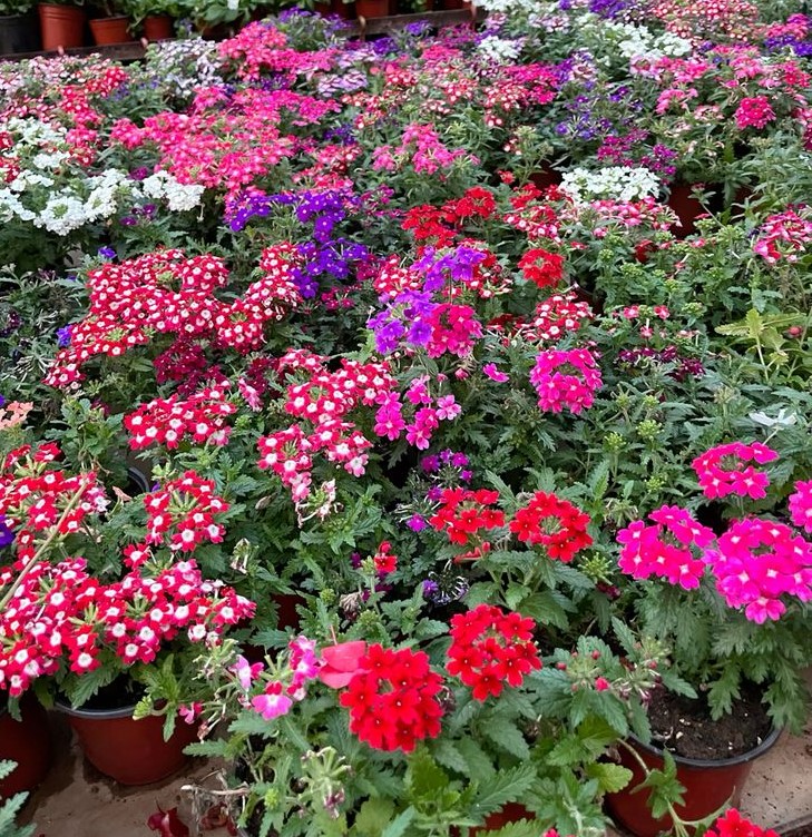 MİNE ÇİÇEĞİ 5 ADET SAKSILI - VERBENA YER MİNESİ