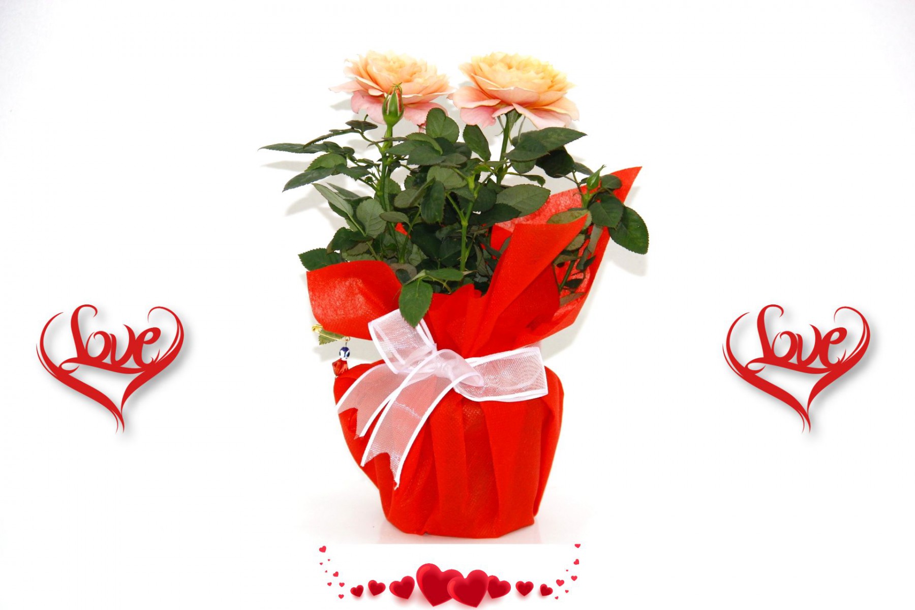 MİNİ GÜL SOMON RENK - Sevgililer Günü ve Özel Gün Hediyesi MİNİ GÜL SOMON RENK - Sevgililer Günü ve Özel Gün Hediyesi