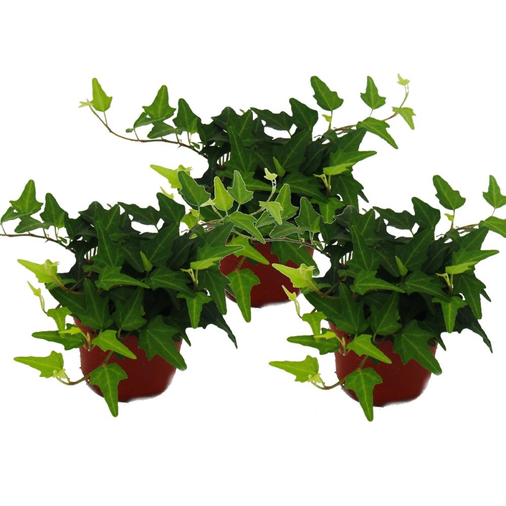 Mini Hedera Salon Sarmaşığı- (Hedera Helix Green) 3 Adet Saksıda Mini Hedera Salon Sarmaşığı- (Hedera Helix Green) 3 Adet Saksıda