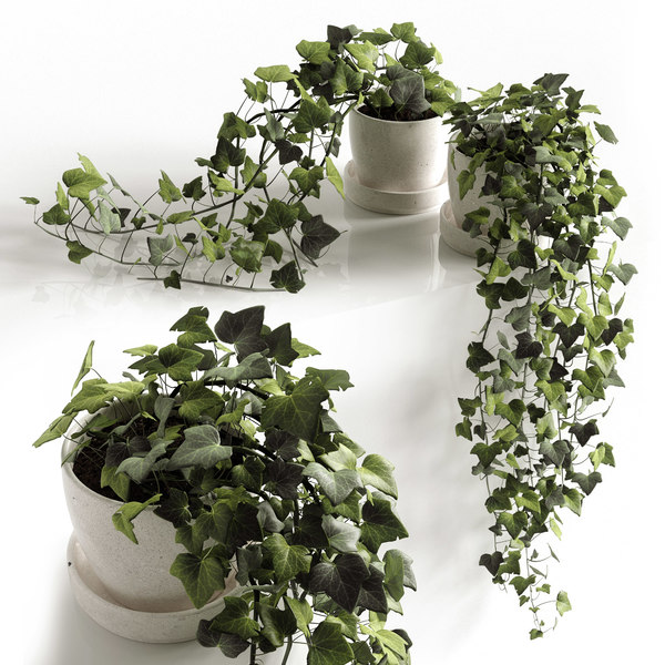 Mini Hedera Salon Sarmaşığı- (Hedera Helix Green) 3 Adet Saksıda Mini Hedera Salon Sarmaşığı- (Hedera Helix Green) 3 Adet Saksıda