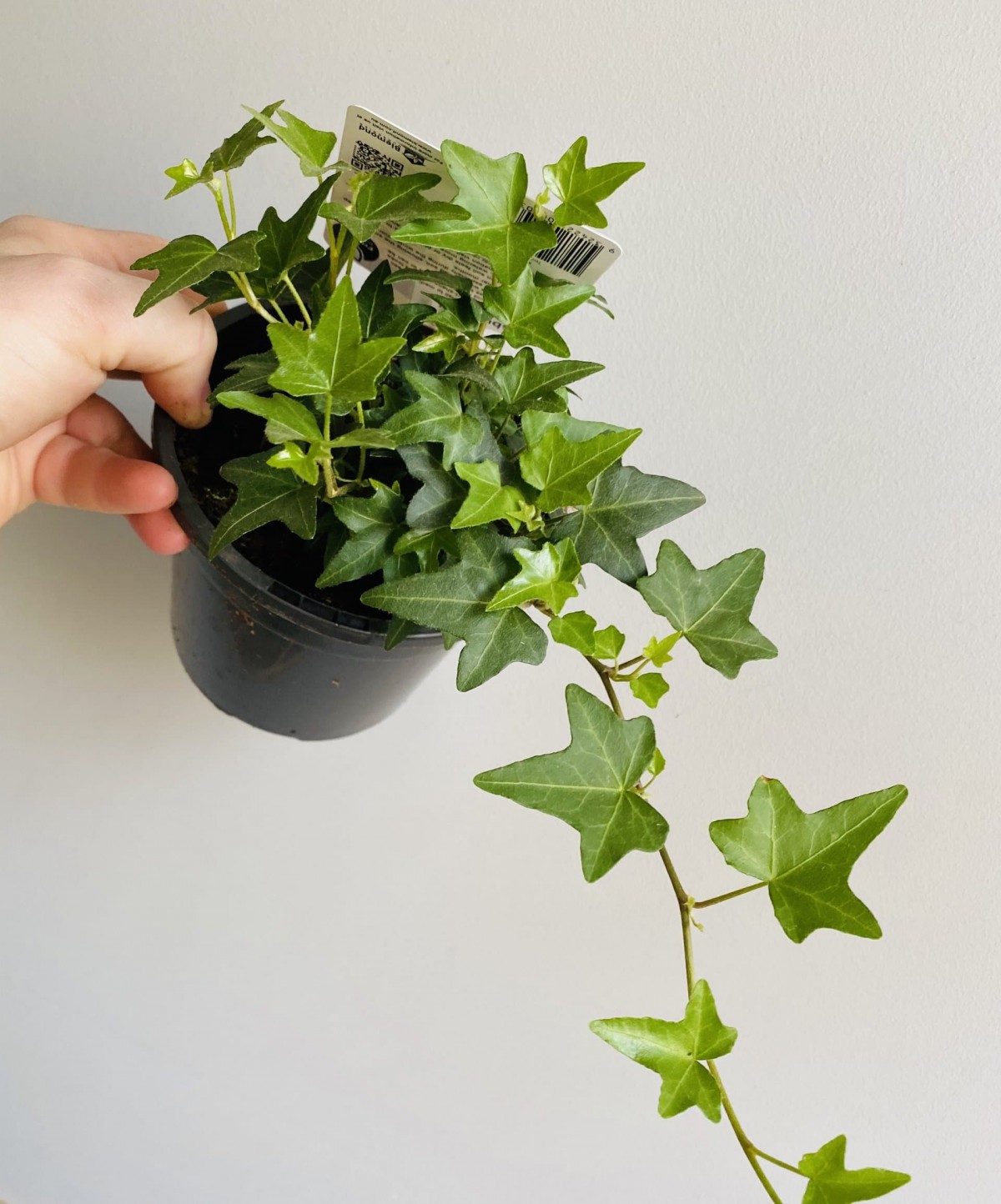 Mini Hedera Salon Sarmaşığı- (Hedera Helix Green) 3 Adet Saksıda Mini Hedera Salon Sarmaşığı- (Hedera Helix Green) 3 Adet Saksıda