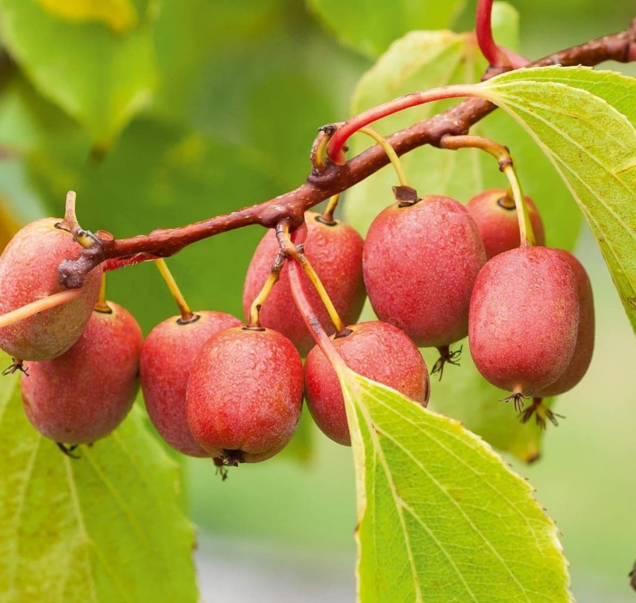 MİNİ KİVİ FİDANI 3 ADET - KENS RED MİNİ KİVİ FİDANI 3 ADET - KENS RED