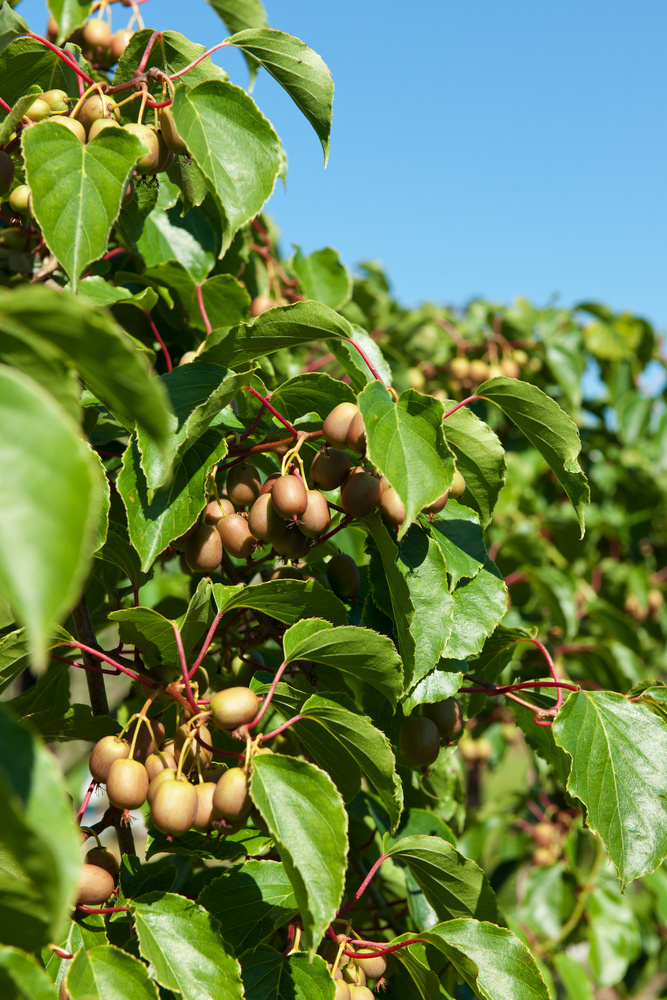 MİNİ KİVİ FİDANI 3 ADET - KENS RED MİNİ KİVİ FİDANI 3 ADET - KENS RED