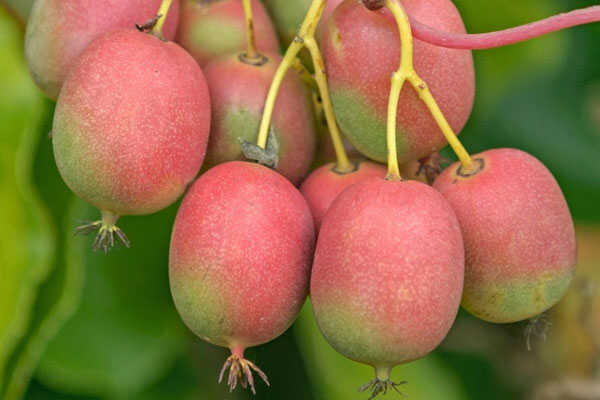 MİNİ KİVİ FİDANI - KENS RED MİNİ KİVİ FİDANI - KENS RED