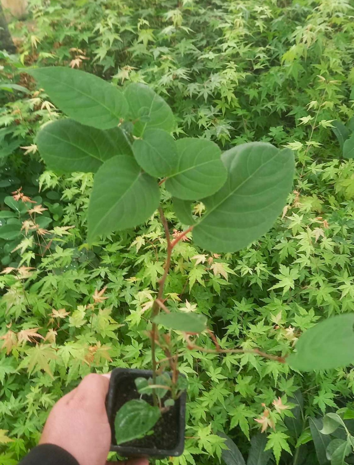 MİNİ KİVİ FİDANI - KENS RED MİNİ KİVİ FİDANI - KENS RED