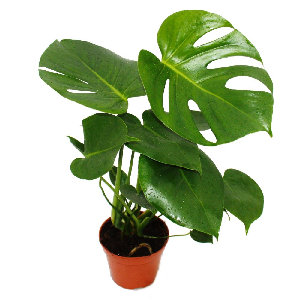Monstera -  Deve Taban 40- 60 cm 2 Adet