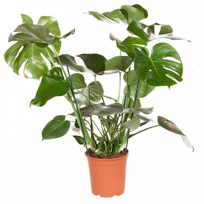 Monstera -  Deve Taban 40- 60 cm 2 Adet
