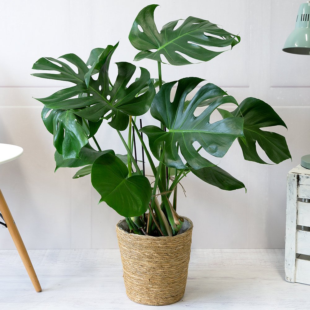 Indoor Plants монстера