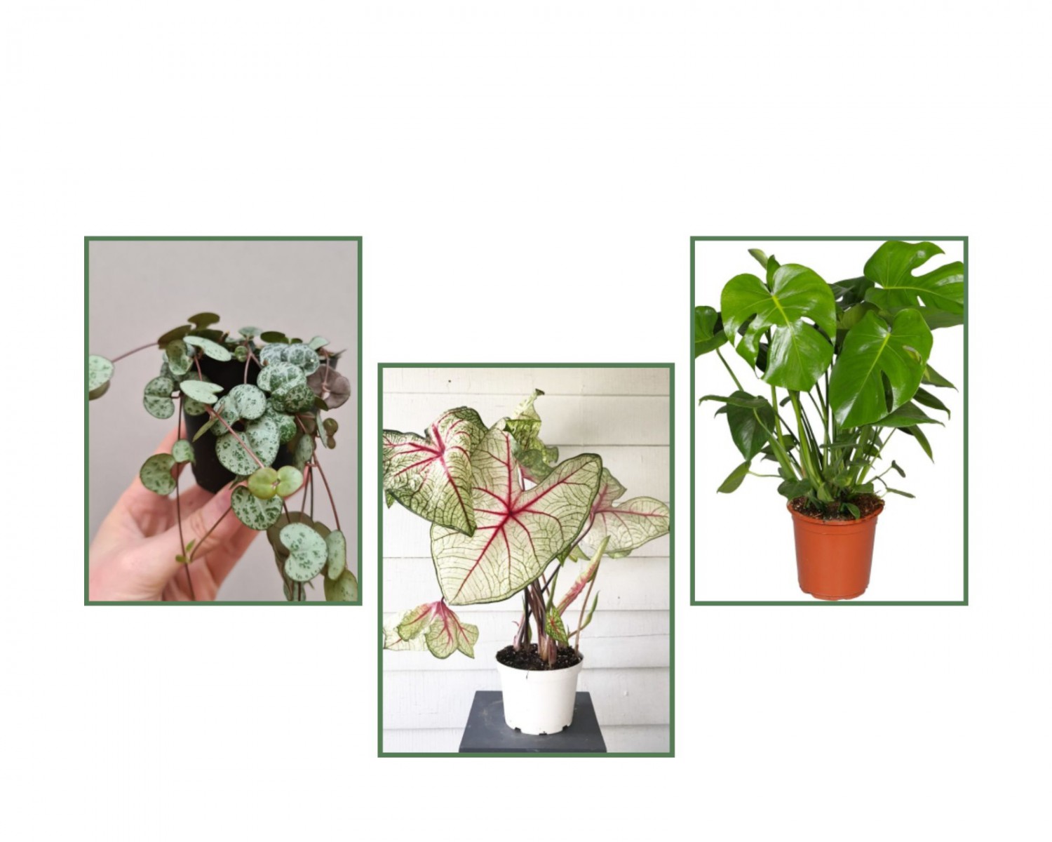 Monstera (Deve Tabanı) & Caladium & Kalp Kalbe Karşı Çiçeği