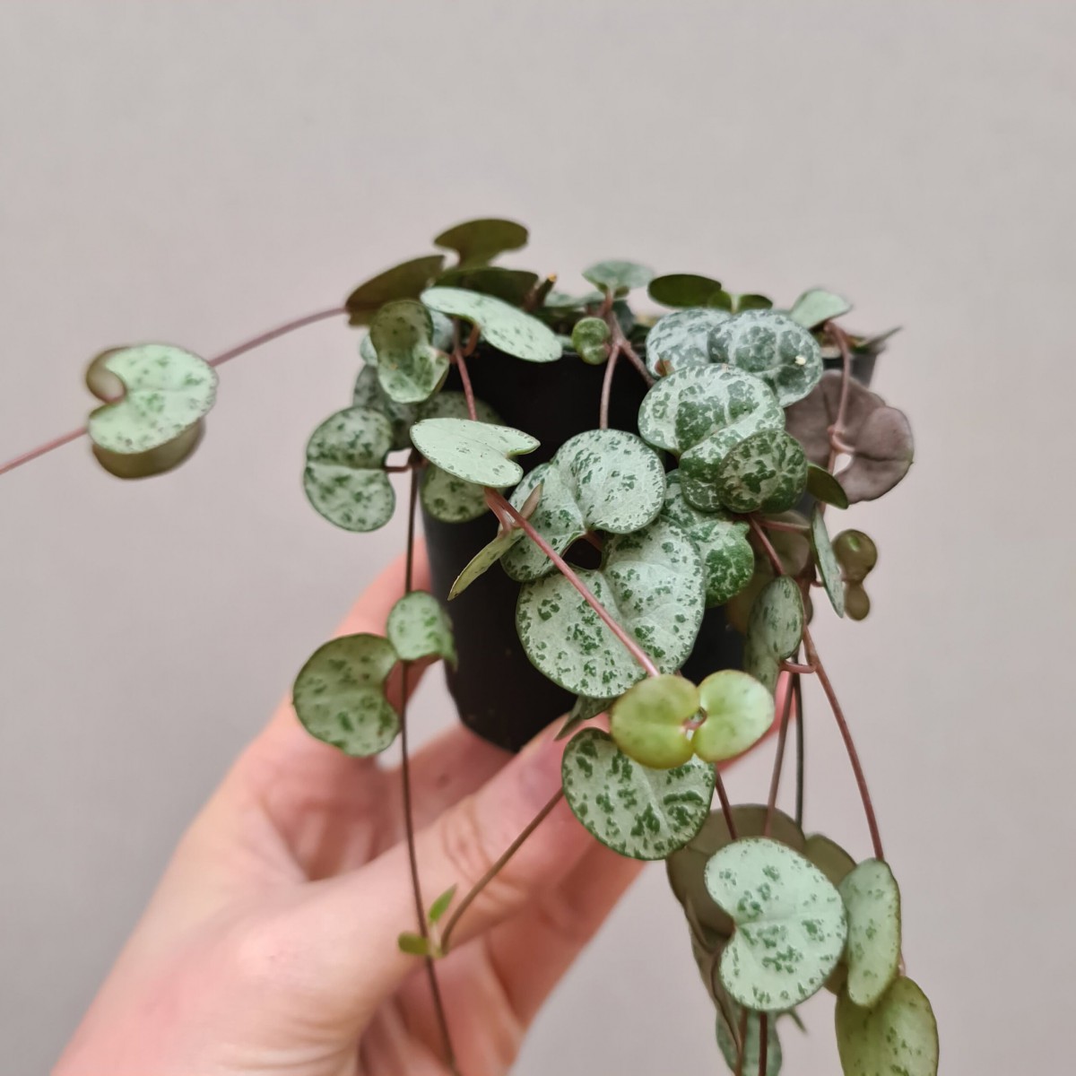 Monstera (Deve Tabanı) & Caladium & Kalp Kalbe Karşı Çiçeği
