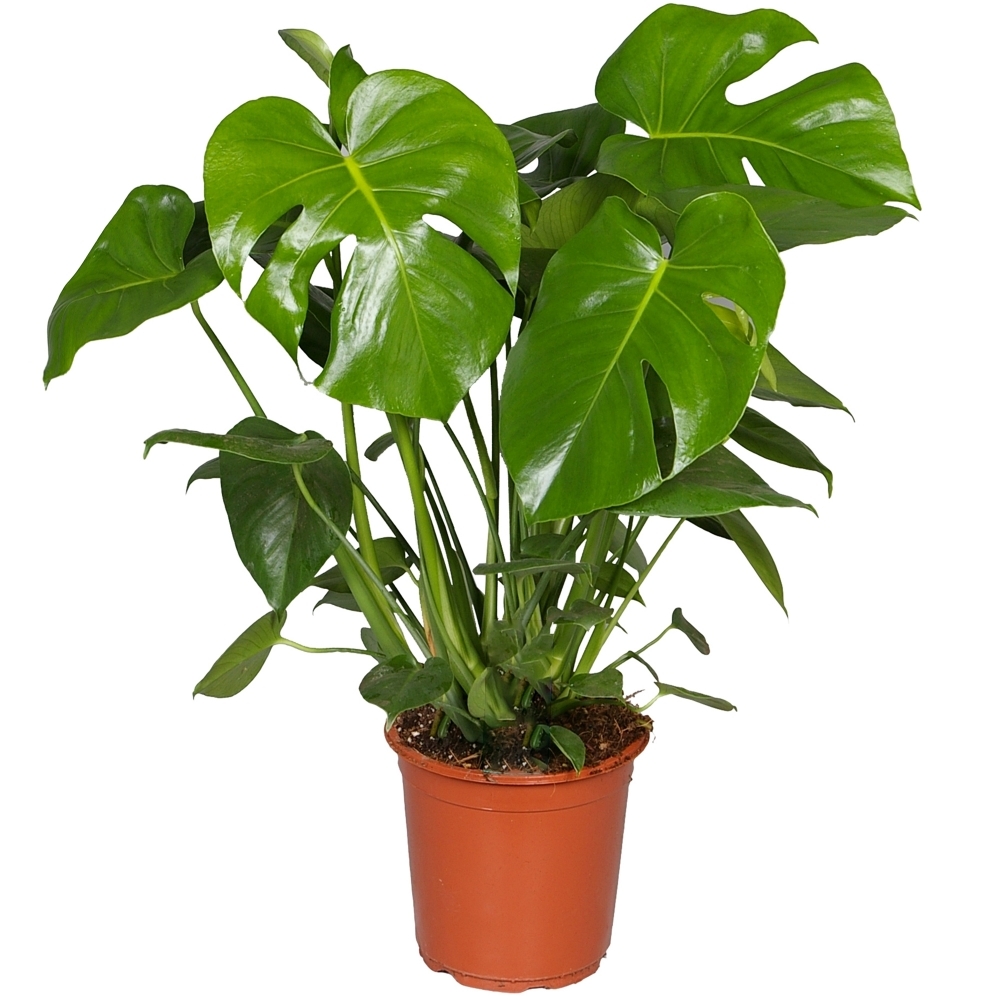 Monstera(Deve Tabanı) & Pilea & Starliçe