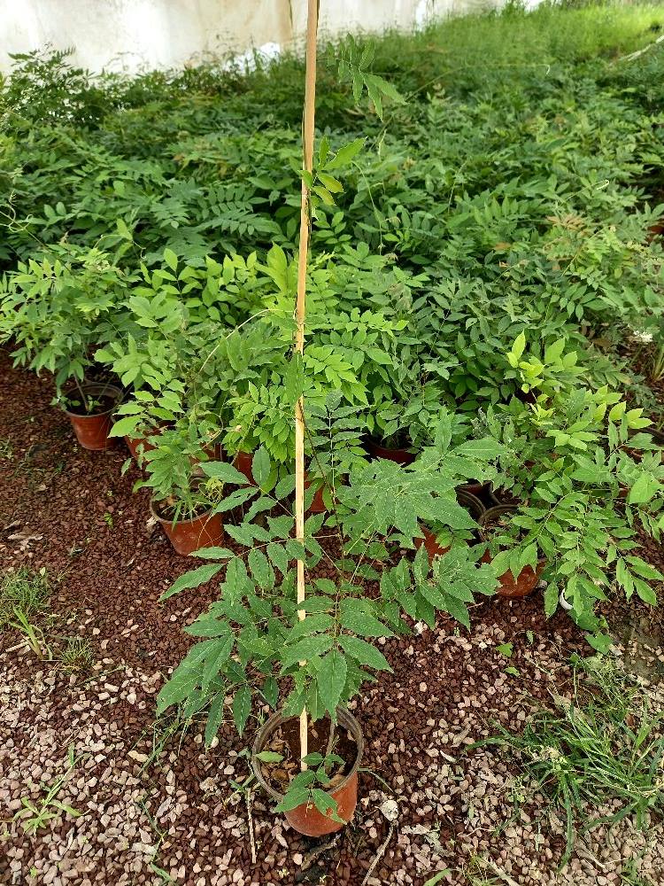 MOR SALKIM 'Wisteria Sinensis' / 100-120 CM SARILICI ÇİÇEKLİ BİTKİ