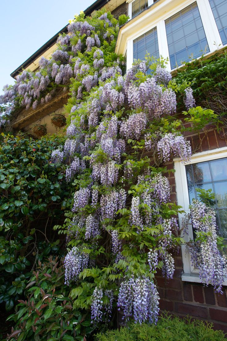 MOR SALKIM 'Wisteria Sinensis' / 100-120 CM SARILICI ÇİÇEKLİ BİTKİ