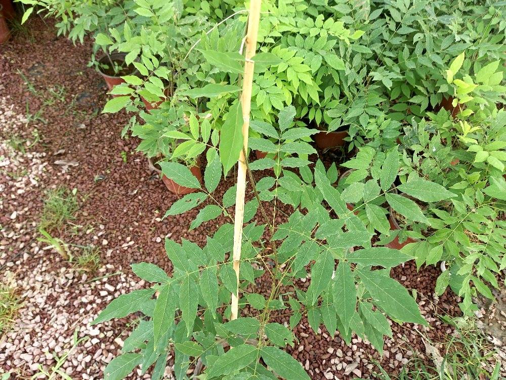 MOR SALKIM 'Wisteria Sinensis' / 100-120 CM SARILICI ÇİÇEKLİ BİTKİ MOR SALKIM 'Wisteria Sinensis' / 100-120 CM SARILICI ÇİÇEKLİ BİTKİ