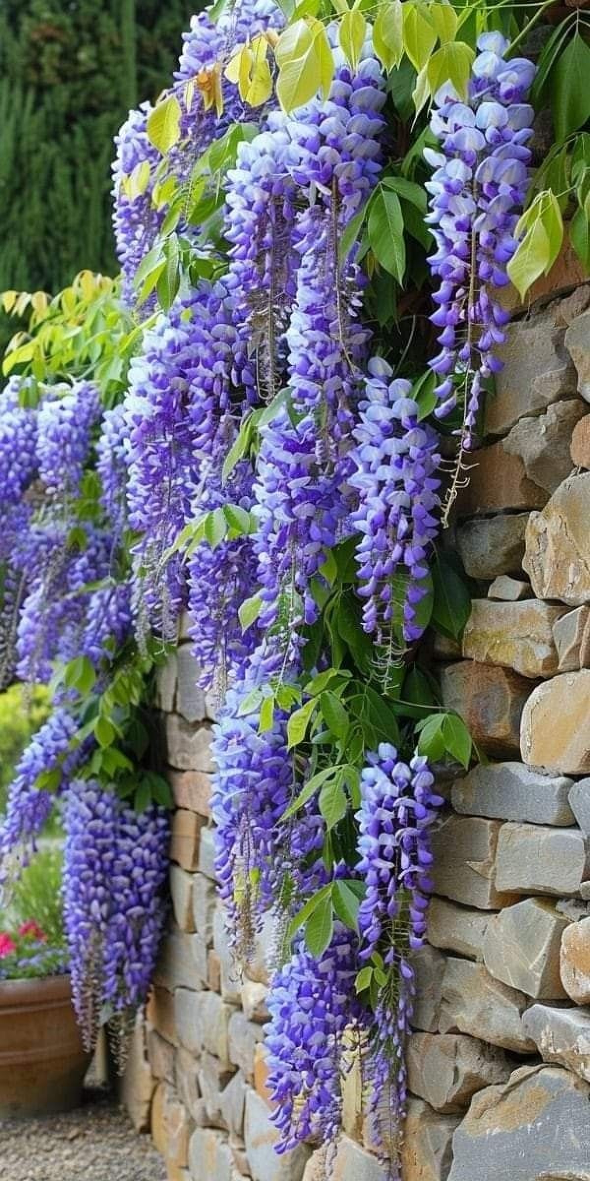 MOR SALKIM 'Wisteria Sinensis' / 100-120 CM SARILICI ÇİÇEKLİ BİTKİ
