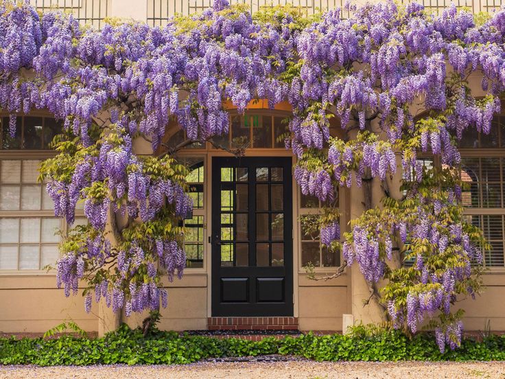 MOR SALKIM 'Wisteria Sinensis' / 100-120 CM SARILICI ÇİÇEKLİ BİTKİ MOR SALKIM 'Wisteria Sinensis' / 100-120 CM SARILICI ÇİÇEKLİ BİTKİ