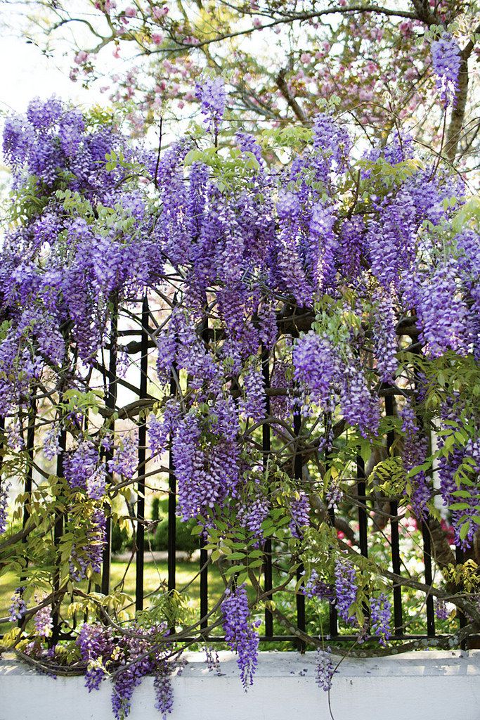 MOR SALKIM 'Wisteria Sinensis' / 100-120 CM SARILICI ÇİÇEKLİ BİTKİ MOR SALKIM 'Wisteria Sinensis' / 100-120 CM SARILICI ÇİÇEKLİ BİTKİ