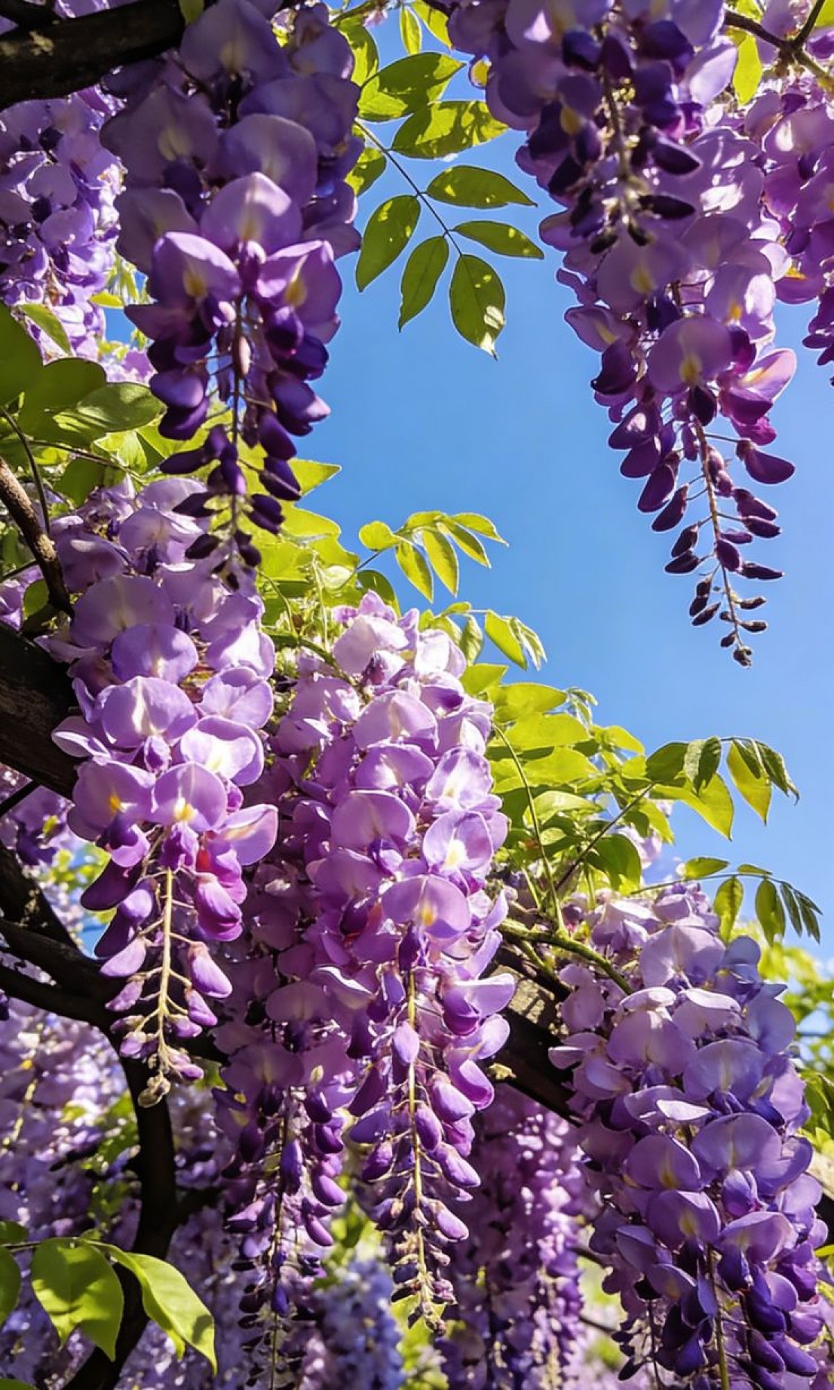 MOR SALKIM 'Wisteria Sinensis' / 100-120 CM SARILICI ÇİÇEKLİ BİTKİ MOR SALKIM 'Wisteria Sinensis' / 100-120 CM SARILICI ÇİÇEKLİ BİTKİ