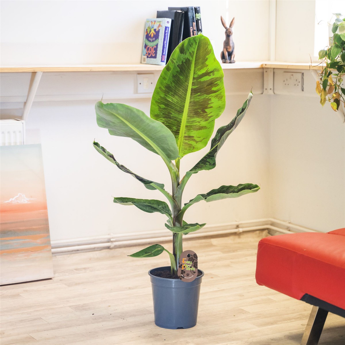 Muz Bitkisi – Panama Muz Ağacı(Musa Banana) 40-60 cm