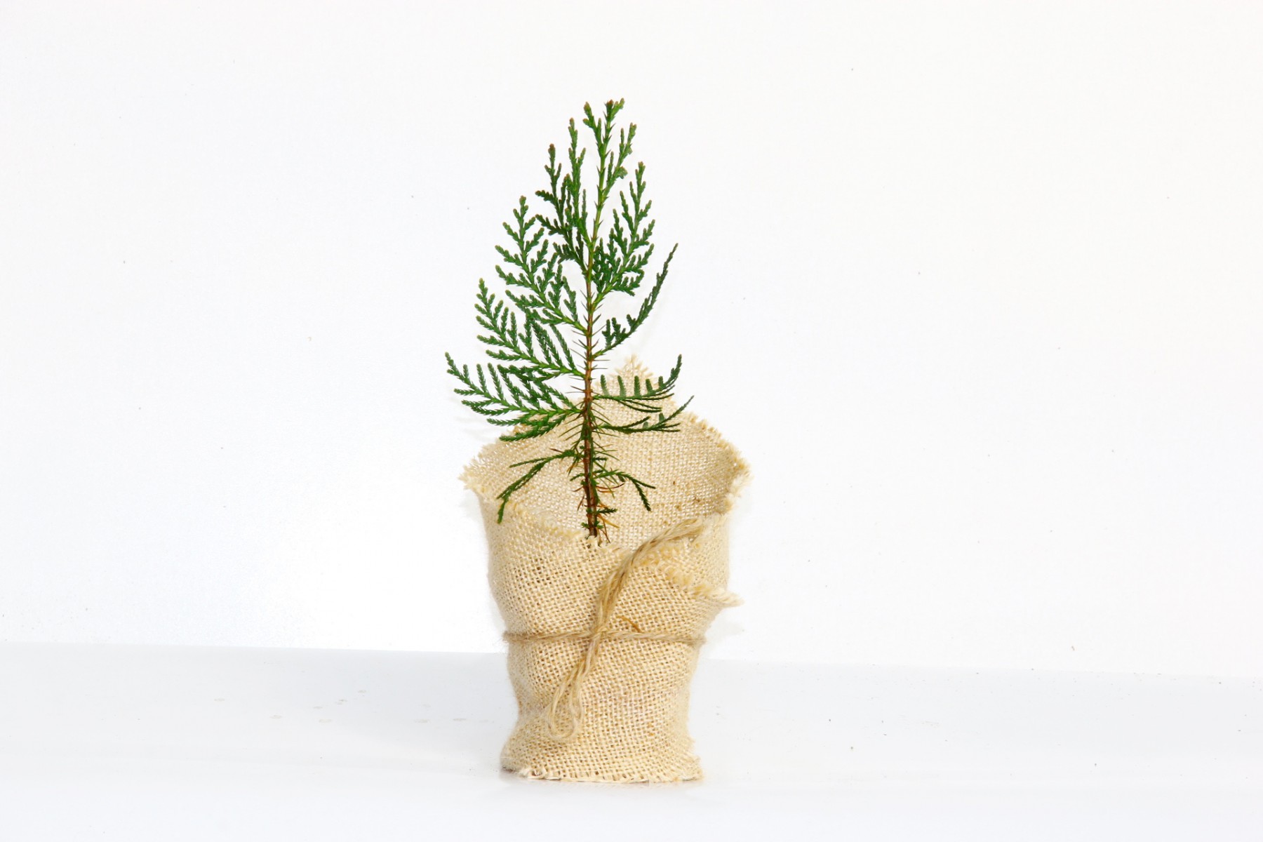 NİKAH ÇAMI 100 ADET - ÖZEL GÜN FİDANI (Mazı-Thuja Orientalis)