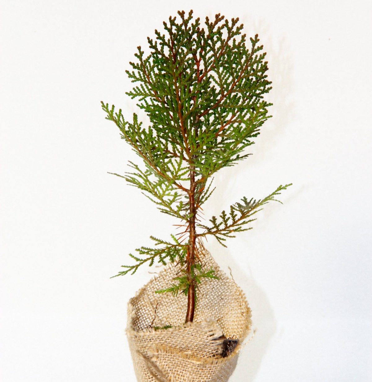 NİKAH ÇAMI 100 ADET - ÖZEL GÜN FİDANI (Thuja Orientalis)