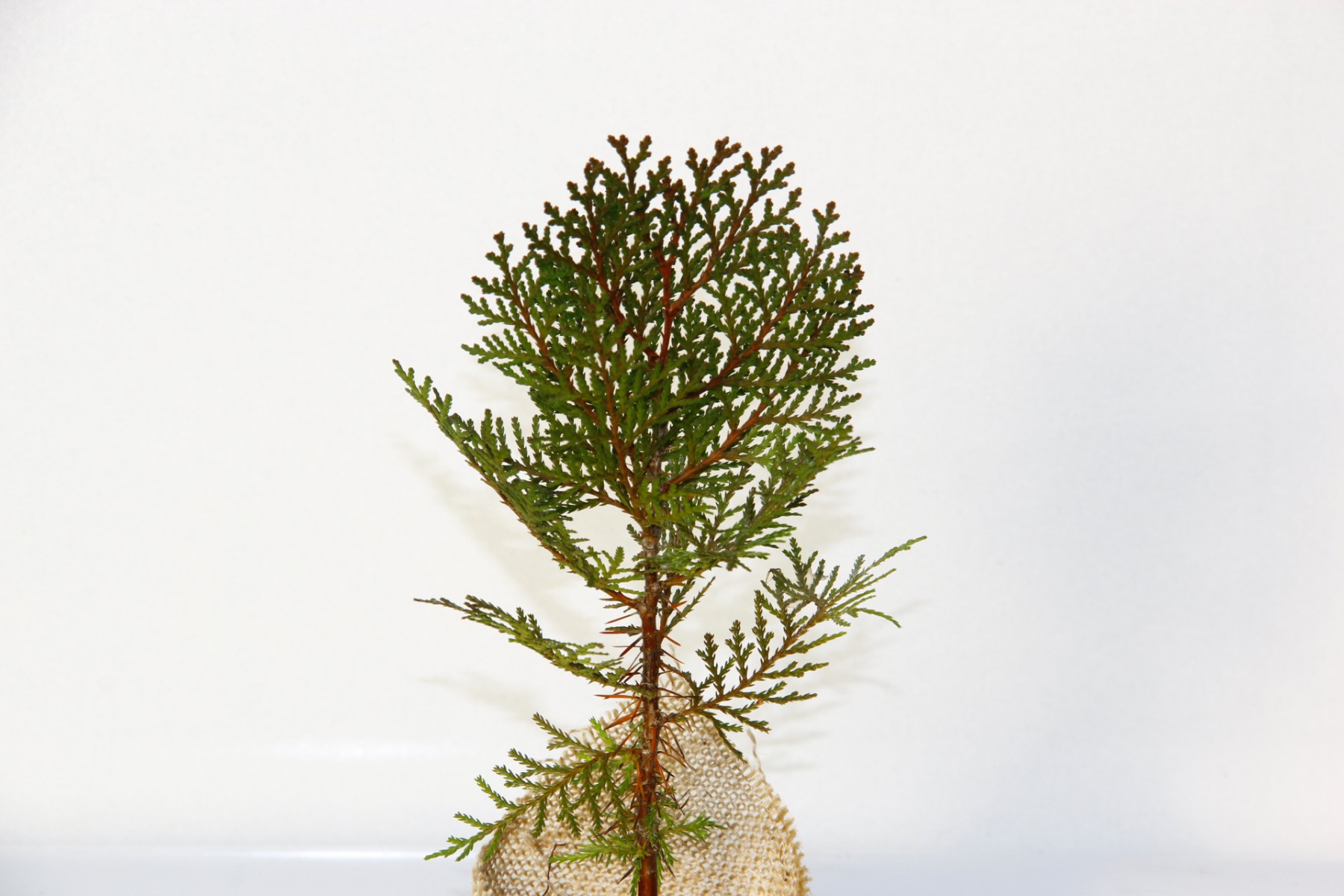 NİKAH ÇAMI 100 ADET - ÖZEL GÜN FİDANI (Thuja Orientalis)