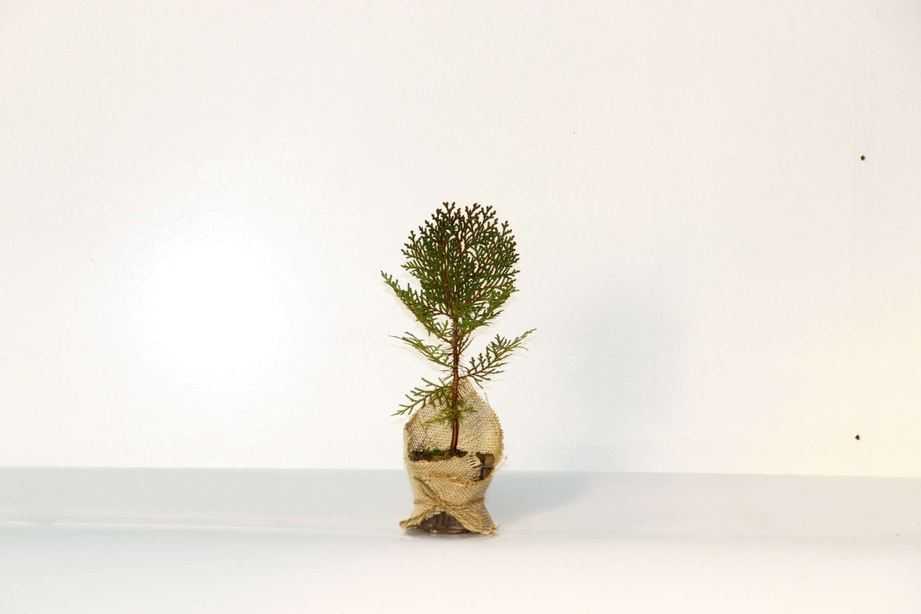 NİKAH ÇAMI 100 ADET - ÖZEL GÜN FİDANI (Thuja Orientalis)