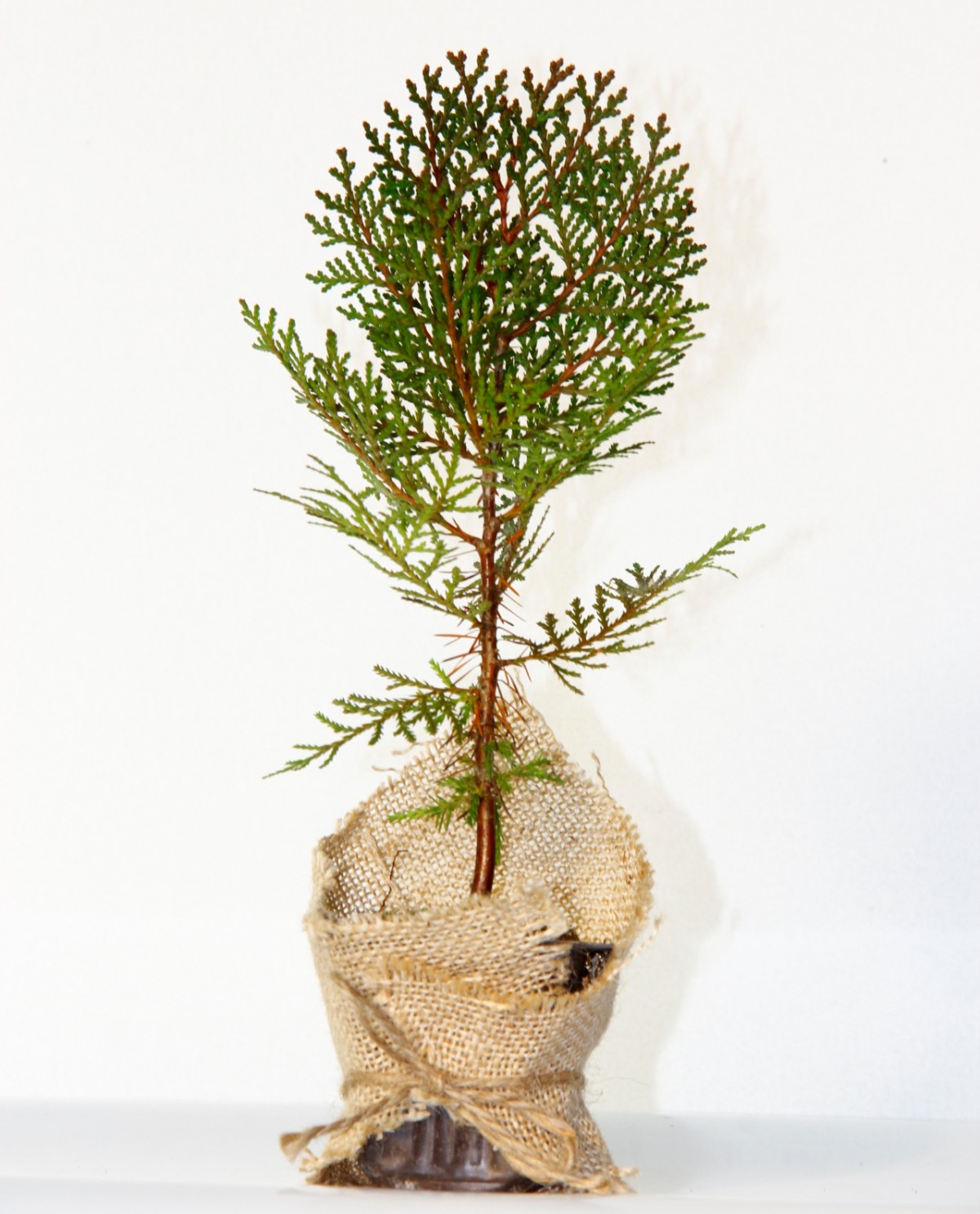 NİKAH ÇAMI 100 ADET - ÖZEL GÜN FİDANI (Thuja Orientalis)