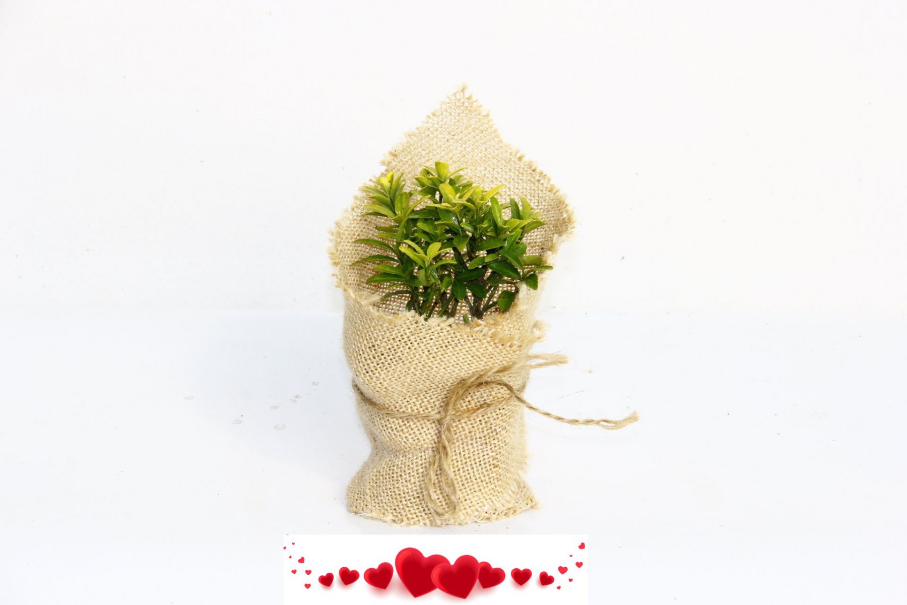 NİKAH FİDANI 20 ADET - ÖZEL GÜN FİDANI (Taflan - Microphyllus Aurea) NİKAH FİDANI 20 ADET - ÖZEL GÜN FİDANI (Taflan - Microphyllus Aurea)