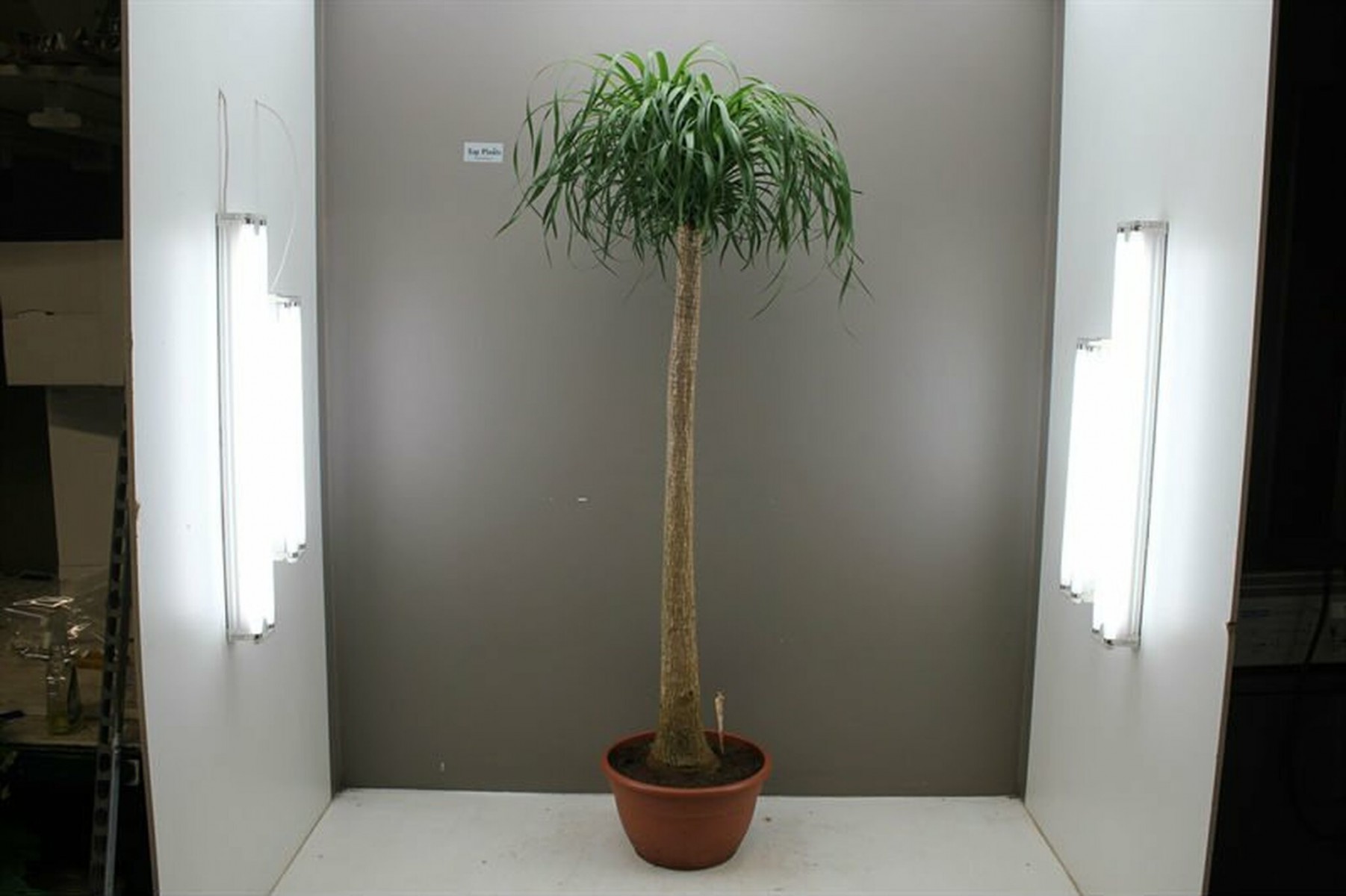 Nolina – Fil Ayağı 40-60 cm