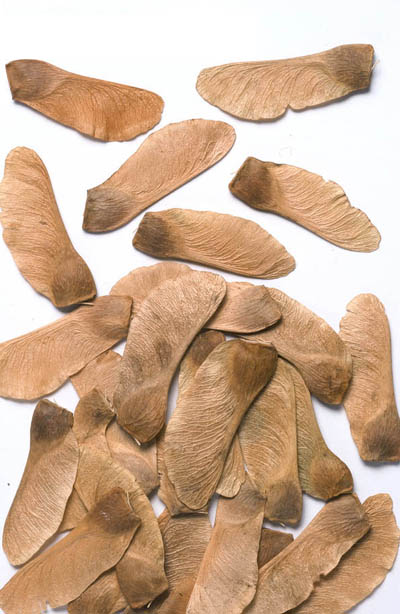 NORVEÇ AKÇAAĞAÇ TOHUMU 20 ADET ( BONSAİ TÜRÜ ) NORVEÇ AKÇAAĞAÇ TOHUMU 20 ADET ( BONSAİ TÜRÜ )