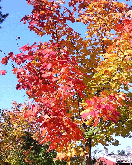 NORVEÇ AKÇAAĞAÇ TOHUMU 20 ADET ( BONSAİ TÜRÜ ) NORVEÇ AKÇAAĞAÇ TOHUMU 20 ADET ( BONSAİ TÜRÜ )