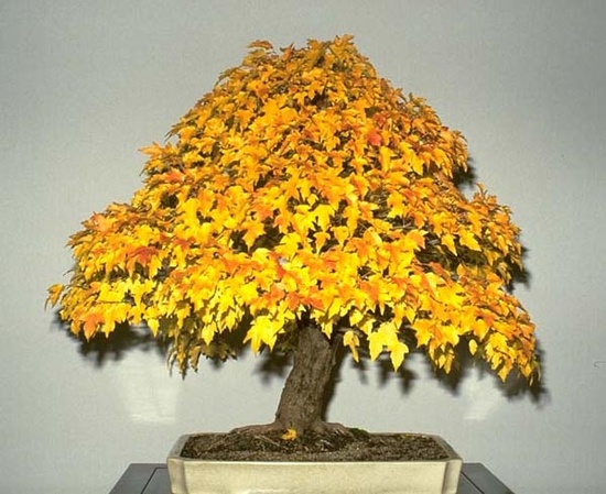 NORVEÇ AKÇAAĞAÇ TOHUMU 40 ADET ( BONSAİ TÜRÜ )