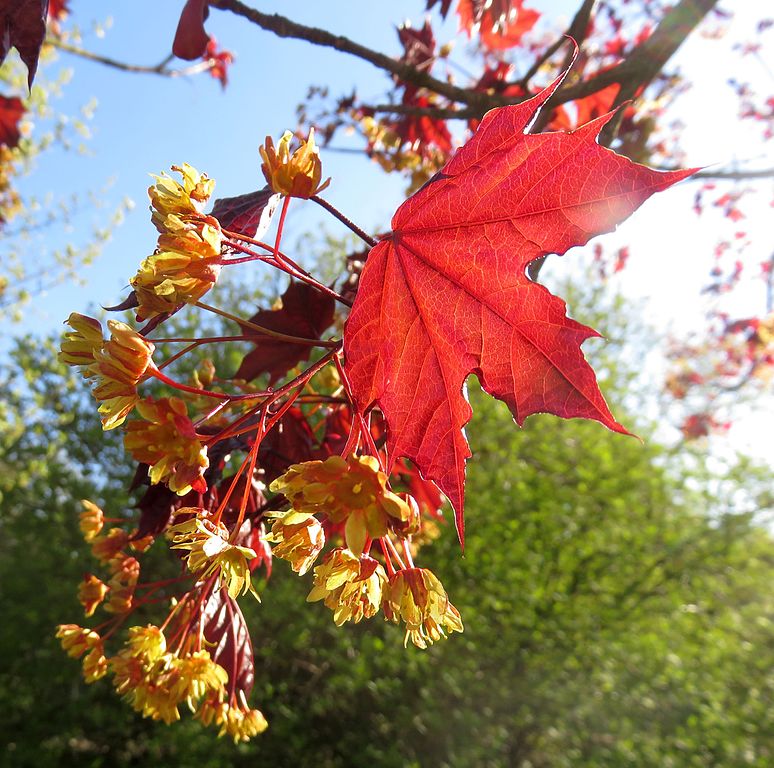 NORVEÇ AKÇAAĞAÇ TOHUMU 40 ADET ( BONSAİ TÜRÜ ) NORVEÇ AKÇAAĞAÇ TOHUMU 40 ADET ( BONSAİ TÜRÜ )